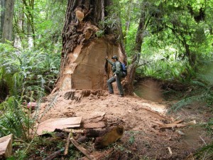 Photo courtesy National Park Service attached: Wildlife biologist Terry Hines stands next to an old growth redwood tree near Klamath that was gutted by burl poachers in 2013.